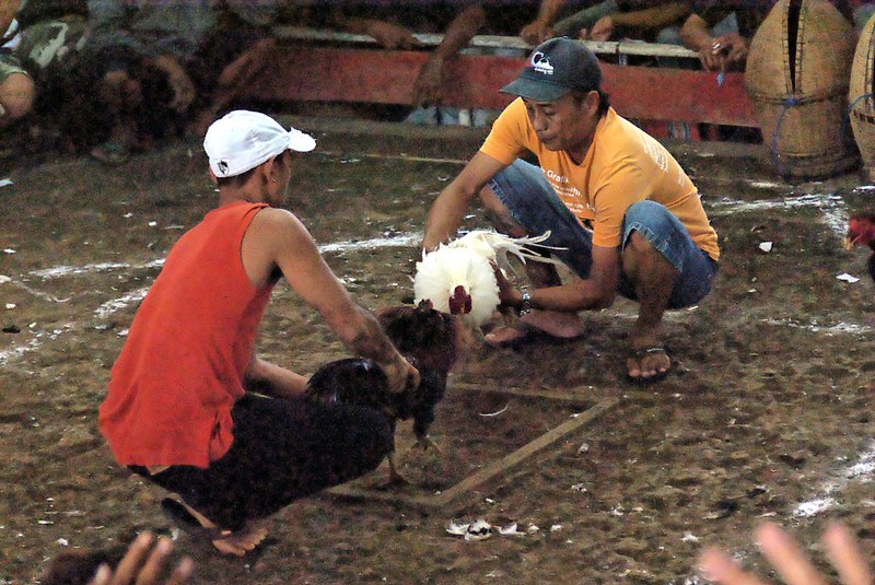 màu mạng gà đá chủ nhật: cách chọn gà chuẩn nhất